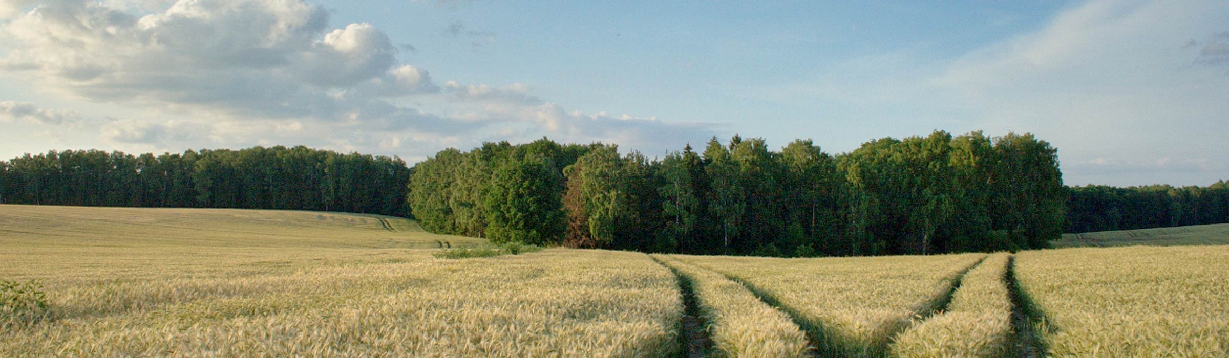 Banner: Ein Feld von Getreide