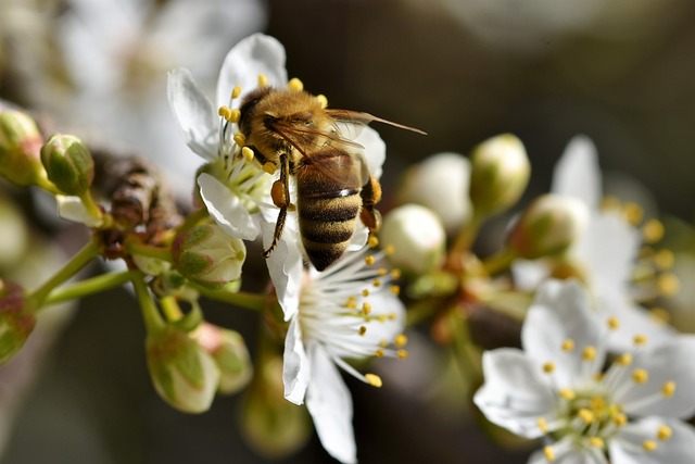 Ilustracja do informacji: Program dotacyjny - ochrona pszczół