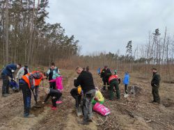 Miniatura zdjęcia: Sadzenie lasu przez uczniów SP Jamielnik
